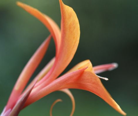 Clipso - AG - Canna Intrigue