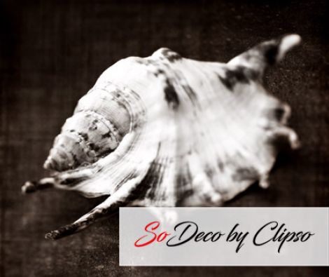 Clipso - AG - Shell1
