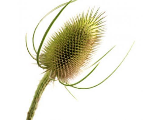 Clipso - AG - Teasel 2