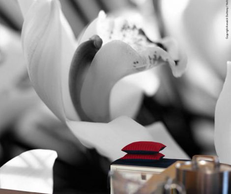 Clipso - Végétal - AG Orchid 2