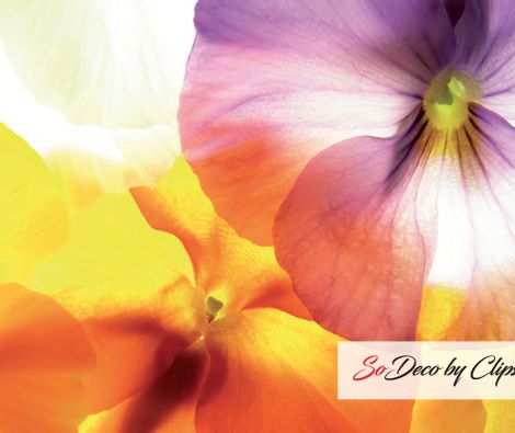 Clipso - Végétal - CD 1155