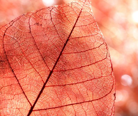 Clipso - Végétal - CD 1796