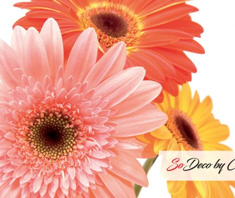 Clipso - Végétal - CD 1027 Trois Gerberas