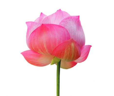 Clipso - Végétal - CD 1803