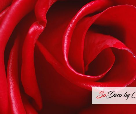 Clipso - Végétal - CD 1679 Rose Rouge