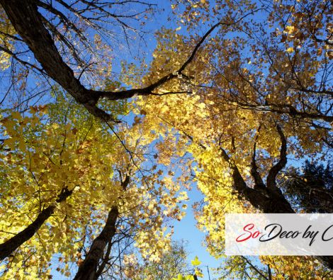 Clipso - TM Algonquin Park Ontario 4