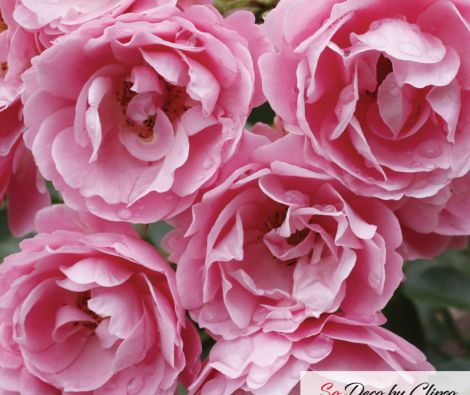 Clipso - VG Roses 1