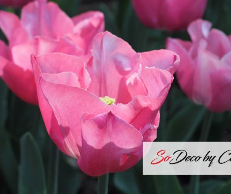 Clipso - VG - Tulipes