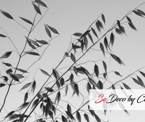 Clipso - VG - Avoine 2