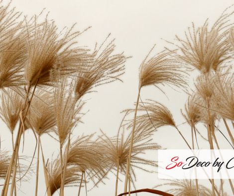 Clipso - VG - Roseaux